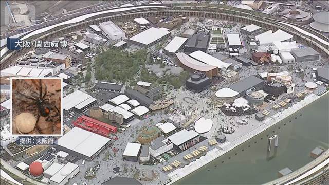 セアカゴケグモ約70匹　大阪・関西万博で見つかる　来場者のテーブルにも卵が
