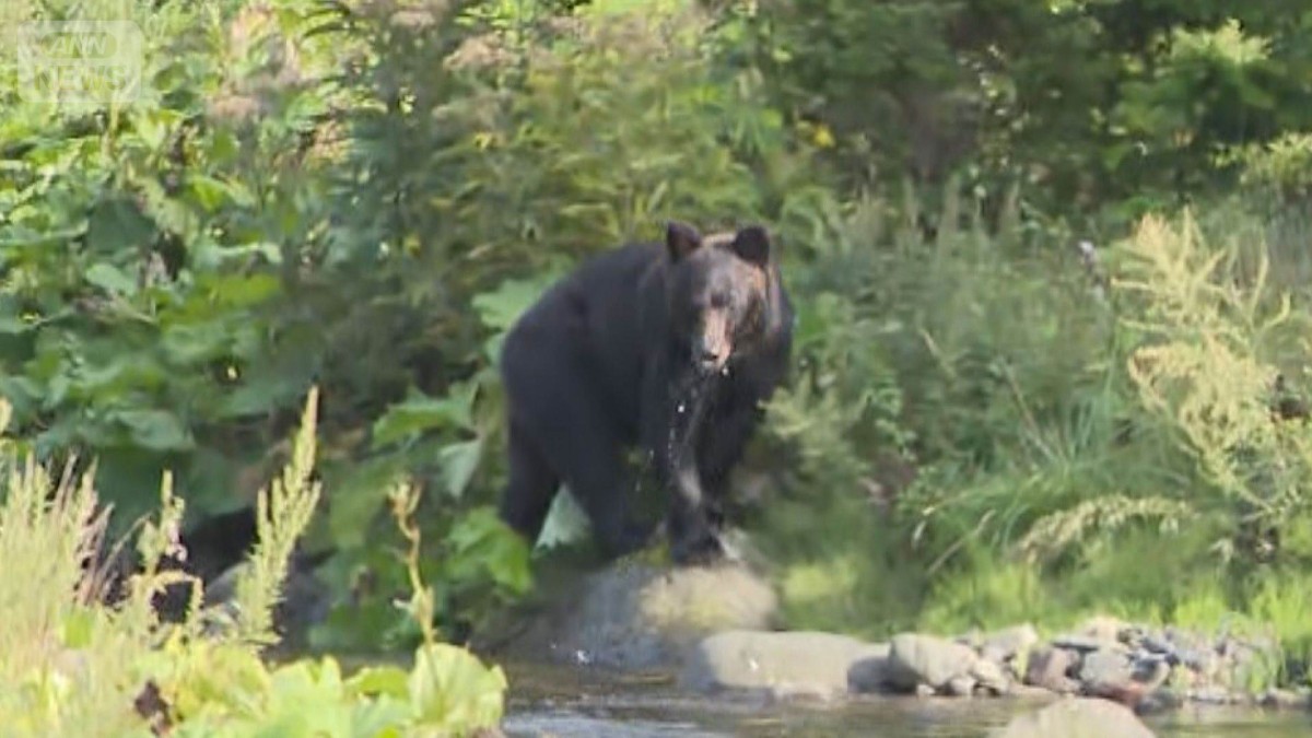 観光客のクマ「待ち伏せ」問題に 知床国立公園に監視カメラ 設置中にもクマ出没