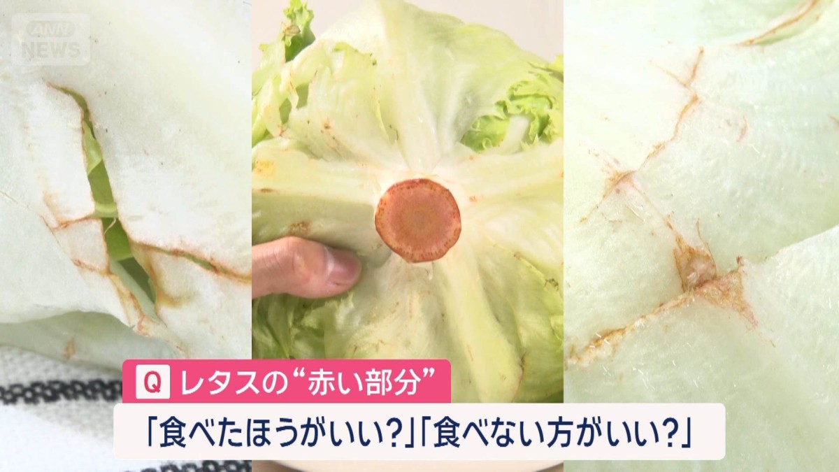 レタス“赤くなっちゃった”赤い部分食べる？食べない？
