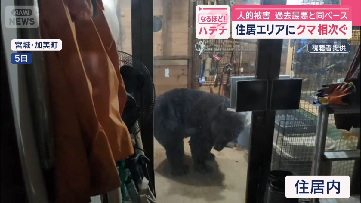 法改正したのに…街で撃てない 住居エリアにクマ相次ぐ 人的被害 過去最悪と同ペース