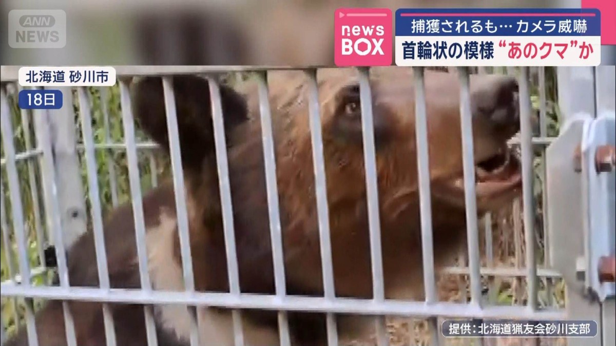 捕獲されるも…カメラ威嚇 首輪状の模様“あのクマ”か