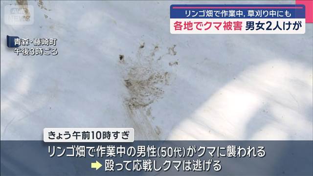 リンゴ畑で作業中、草刈り中にも　各地でクマ被害 男女2人けが
