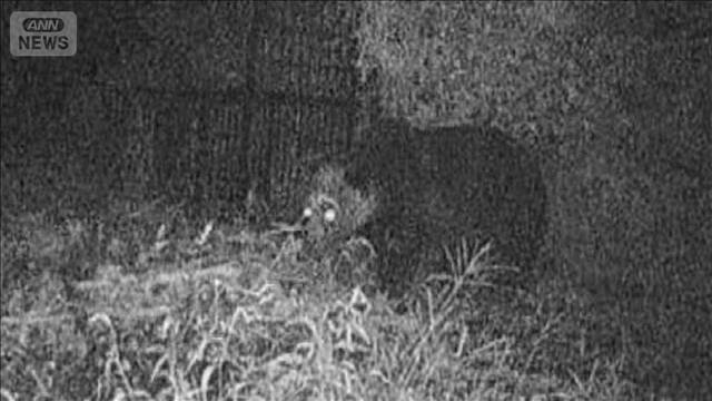罠にかからず…クマの姿がカメラに  メロン約200個被害 北海道