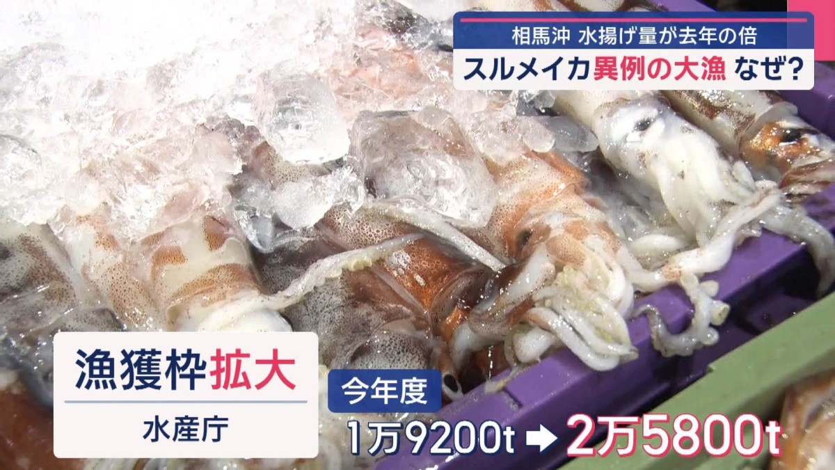 漁師もびっくり!？相馬沖水揚げ量が去年の倍 スルメイカ異例の大漁 なぜ？
