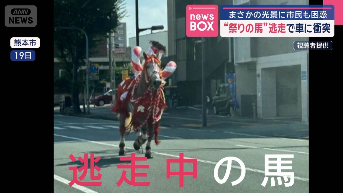 “祭りの馬”逃走で車に衝突 まさかの光景に市民も困惑 熊本