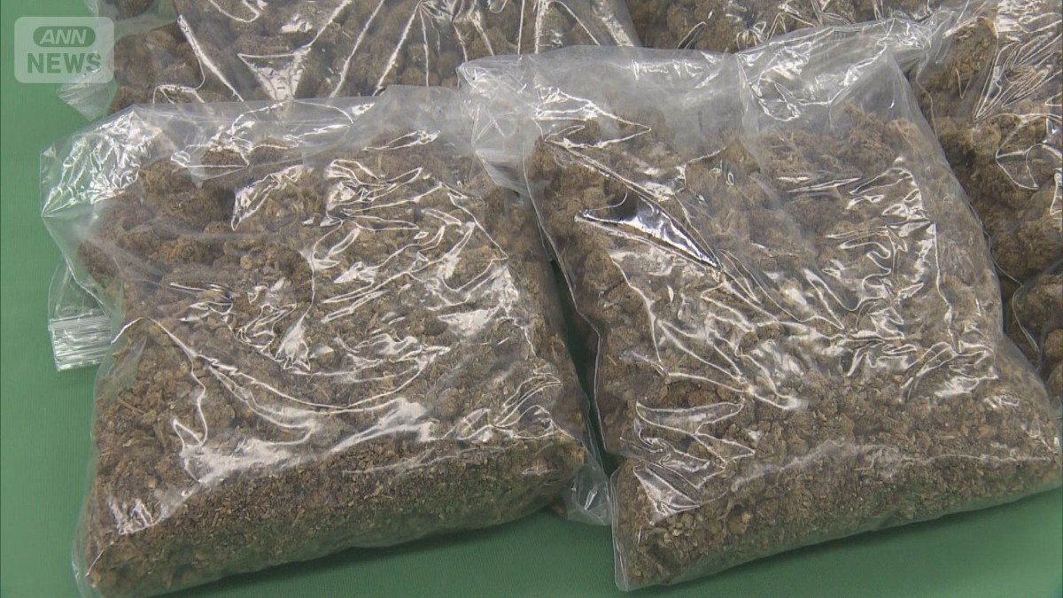 上半期の不正薬物の押収量　初の2トン超え　大麻は去年の8倍で初の1トン超