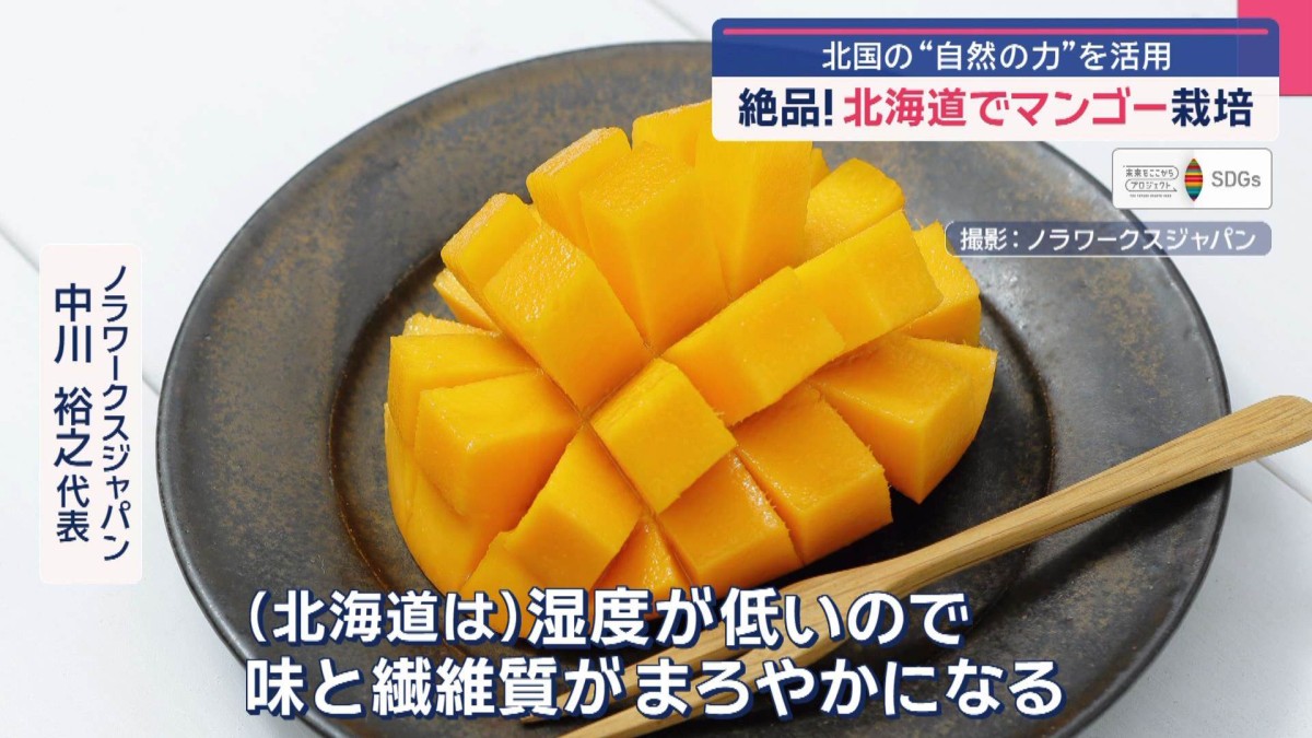 絶品！北海道でマンゴー栽培　北国の“自然の力”を活用　