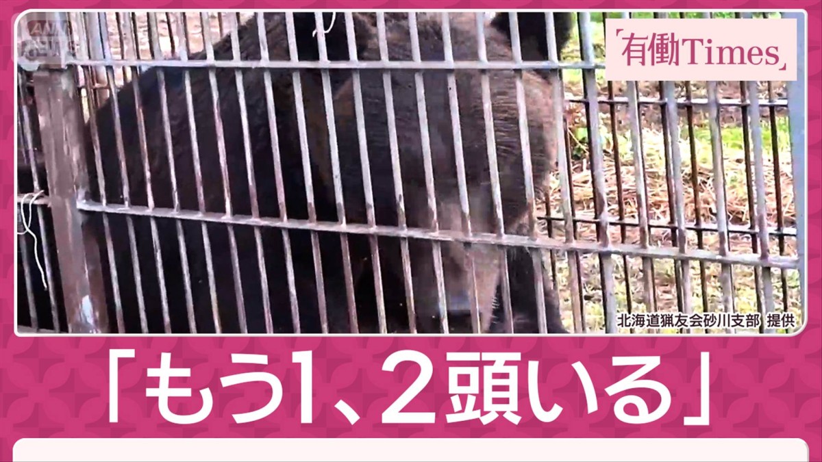 “駅近グマ”捕獲後に出没＆3日連続で捕獲も…畑の箱わなにクマ エサ不足で警戒の秋