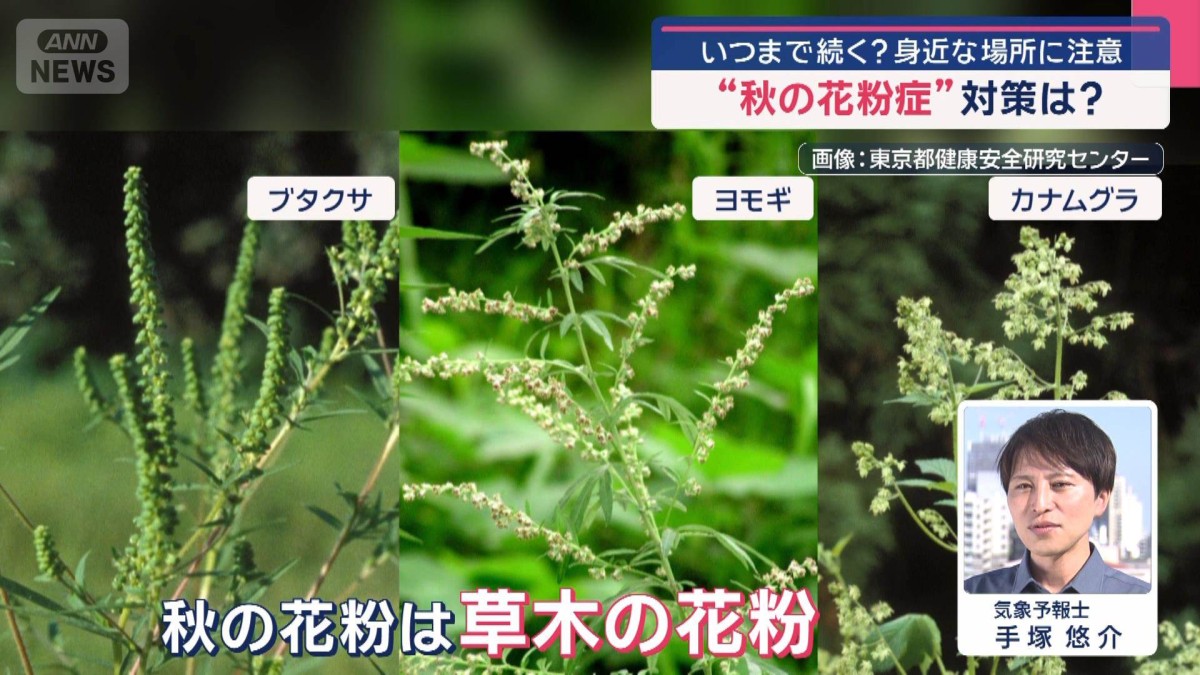 “秋の花粉症”身近な場所に注意　いつまで続く？ 対策は？