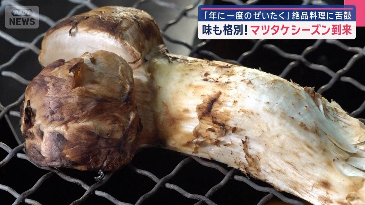 名人が太鼓判！マツタケ豊作か　“秋の味覚”いよいよシーズン到来