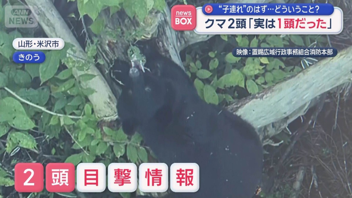 クマ2頭「実は1頭だった」 “子連れ”のはず…どういうこと?