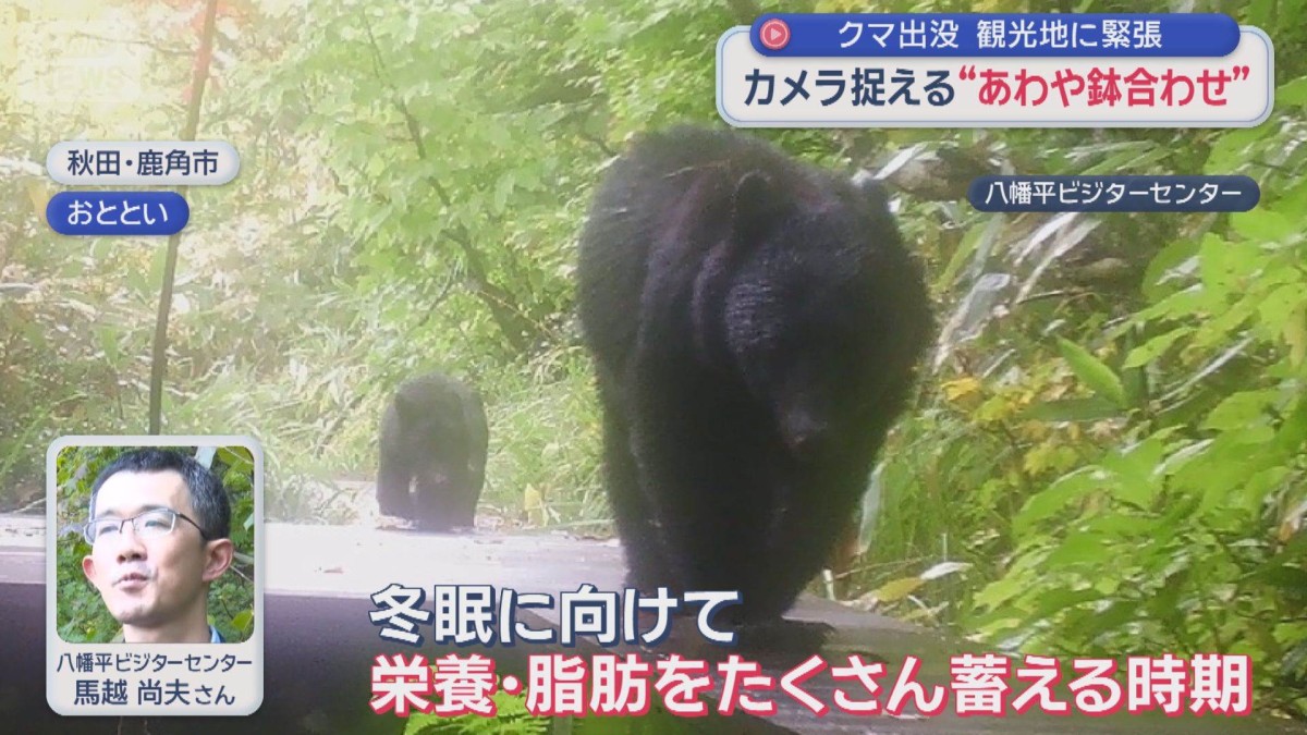 カメラ捉える“あわや鉢合わせ”クマ出没　観光地に緊張