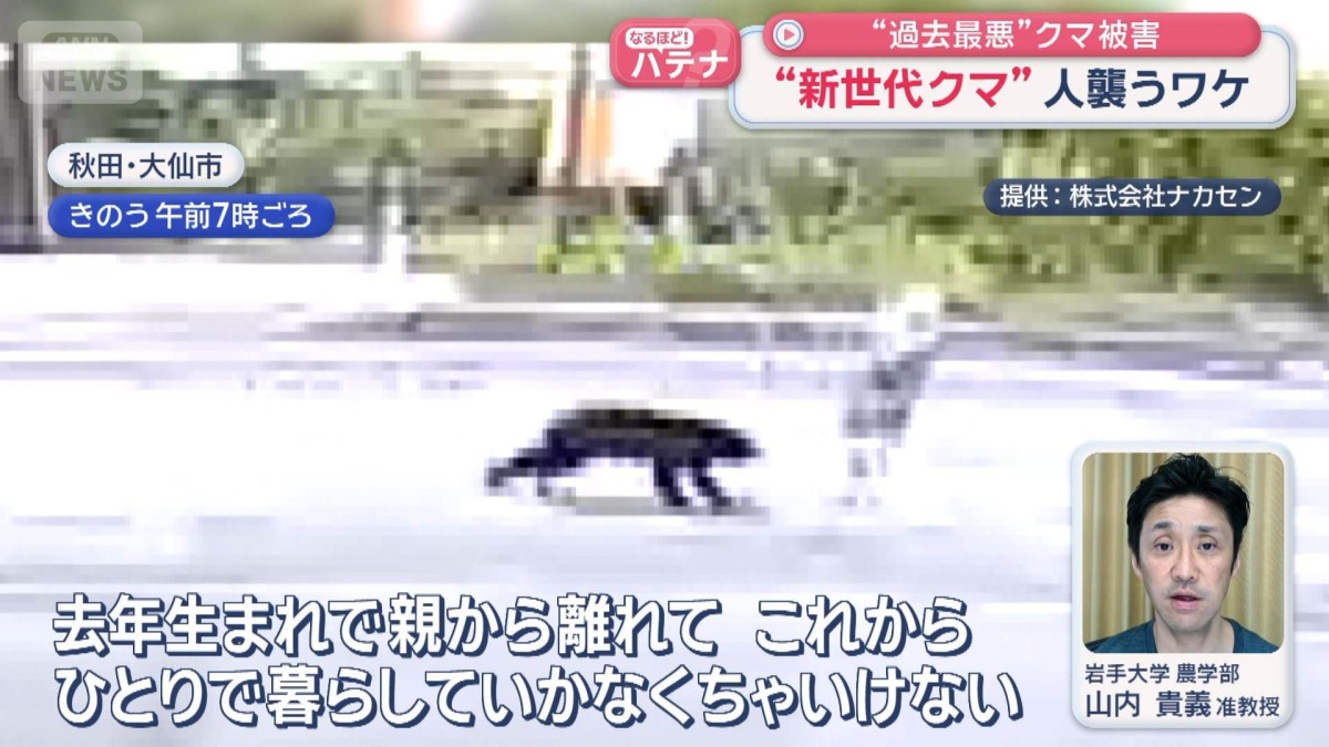 “新世代クマ”人襲うワケ“過去最悪”クマ被害