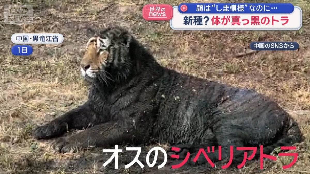 体が真っ黒のトラ 新種？　顔は“しま模様”なのに…
