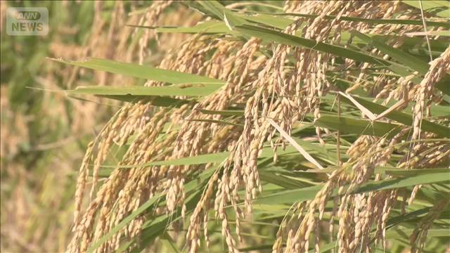 今年のコメ予想収穫量　68.5万t増見通し　2017年以来最高