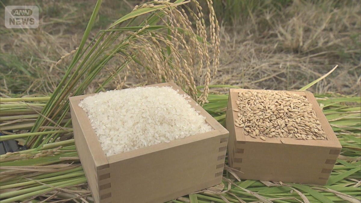 今年のコメ予想収穫量は約747万7000トン　前年比1割増で需要大きく上回る