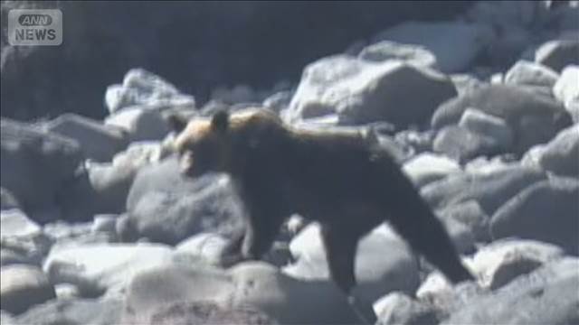「日本は全世界でも緊迫した状況」クマ被害相次ぐ背景に“2つの不足”