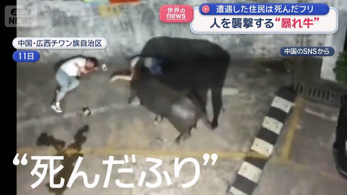 “暴れ牛”が通行人を襲撃 遭遇した住民は死んだフリ 中国