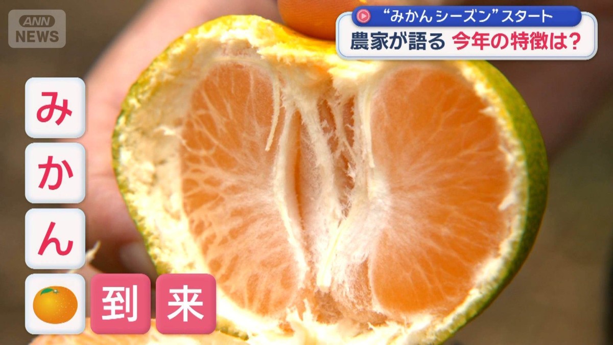 みかんシーズン”スタート 農家が語る今年の特徴は？