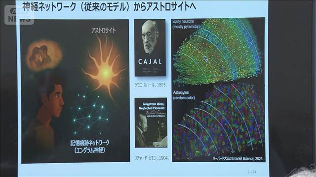 「記憶を選んで残す」メカニズム解明　PTSDやうつ治療への期待も　理研などのチーム 2025年10月16日(木)