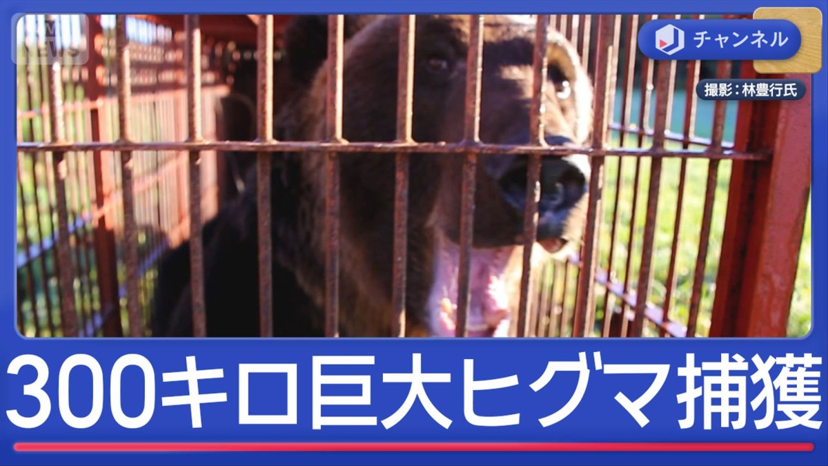 300キロのヒグマが箱罠に…クマの町に学ぶ対策