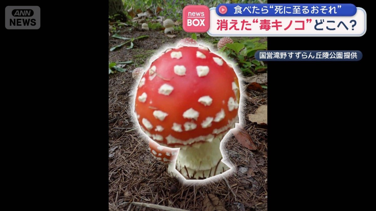 消えた“毒キノコ”どこへ? 食べたら“死に至るおそれ”