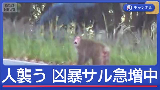 サル被害多発 観光客を襲撃も