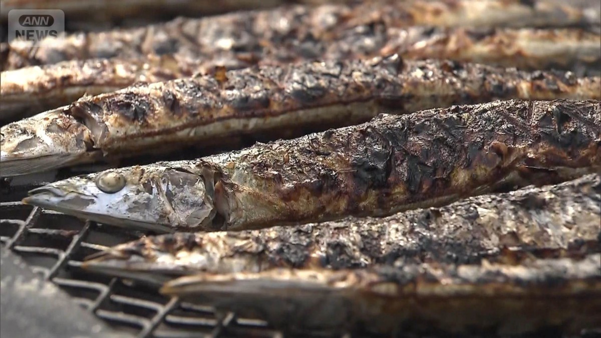 “サンマに異変”豊漁は幻？「あまりにも小さい…」