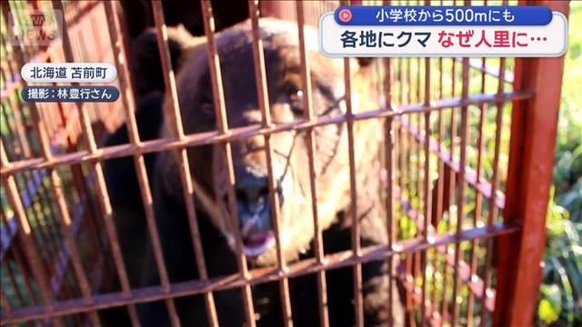 各地にクマ なぜ人里に…小学校から500mにも 2025年10月19日(日)