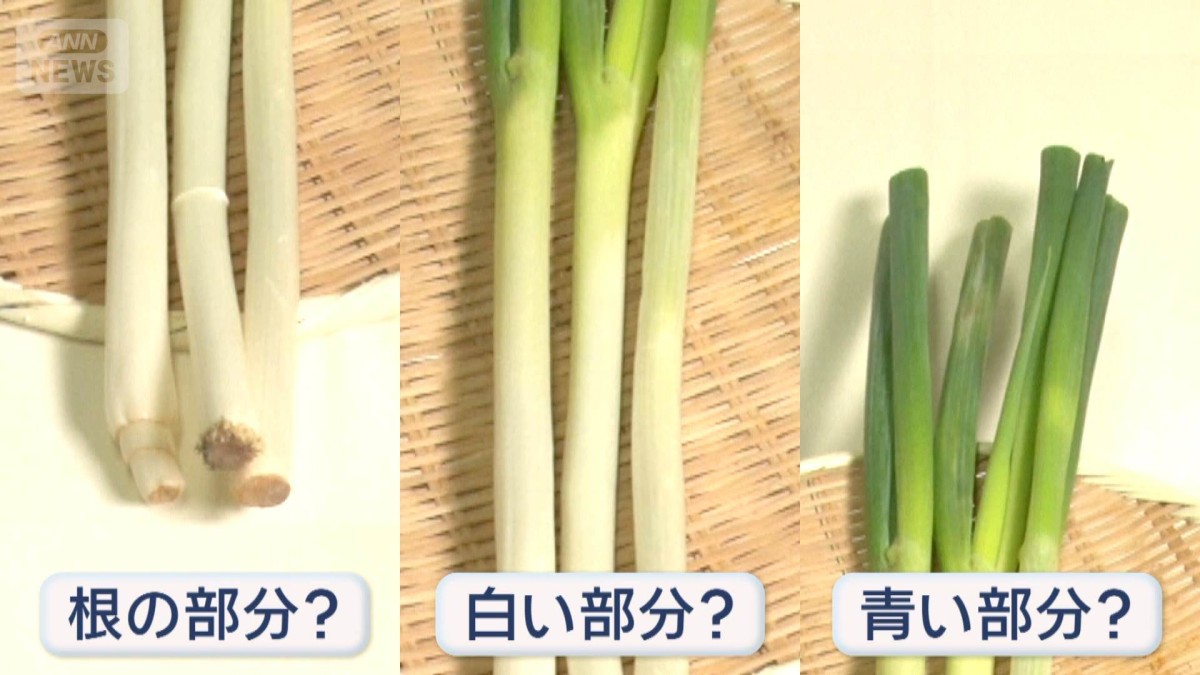 美味しい長ネギ選ぶ方法　見る点は…青い部分？白い部分？根の部分？