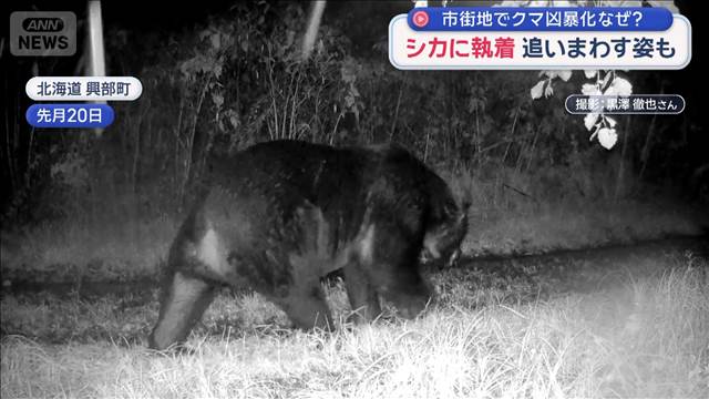 シカに執着 追いまわす姿も 市街地でクマ凶暴化なぜ?