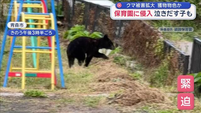クマ被害拡大 保育園に侵入 泣きだす子も… 住宅地で5日間に3回も…緊迫の一部始終