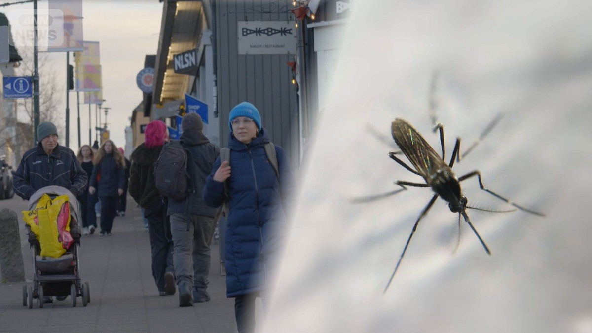 蚊がいないアイスランドで3匹発見　船舶で移動か　越冬するか春にも調査