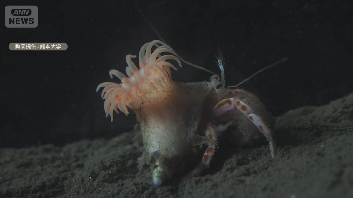 駿河湾沖で採集したイソギンチャクが新種と判明 ヤドカリの貝に付着