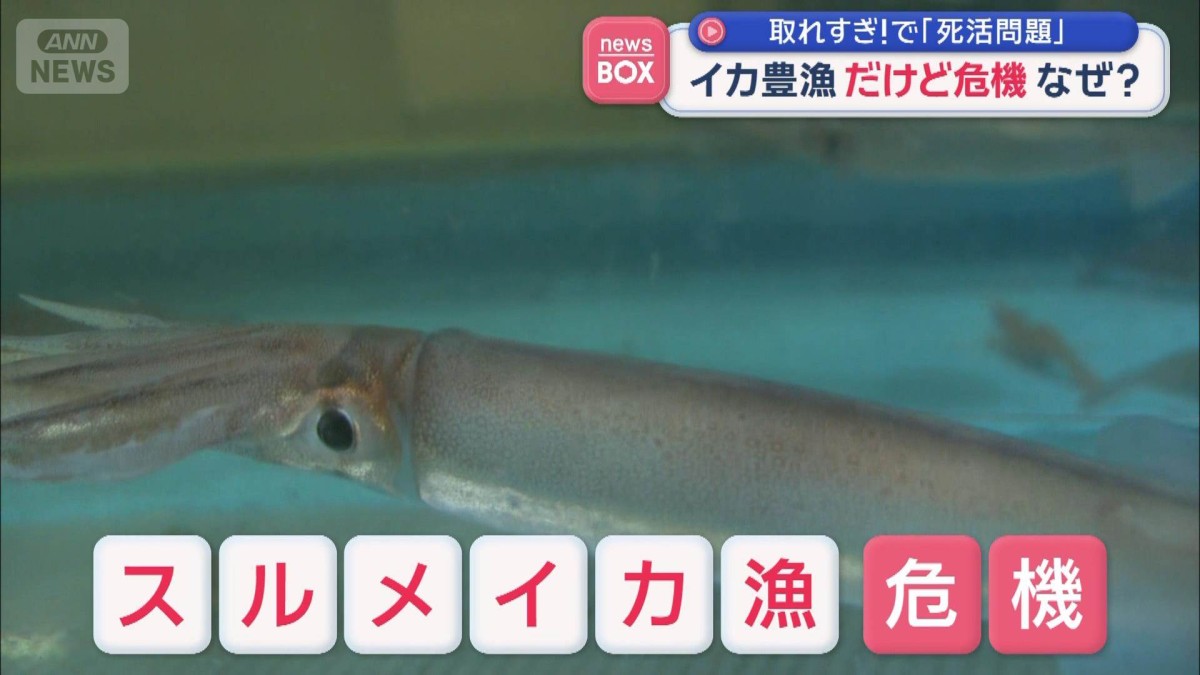イカ豊漁だけど危機　なぜ？　取れすぎ！で「死活問題」
