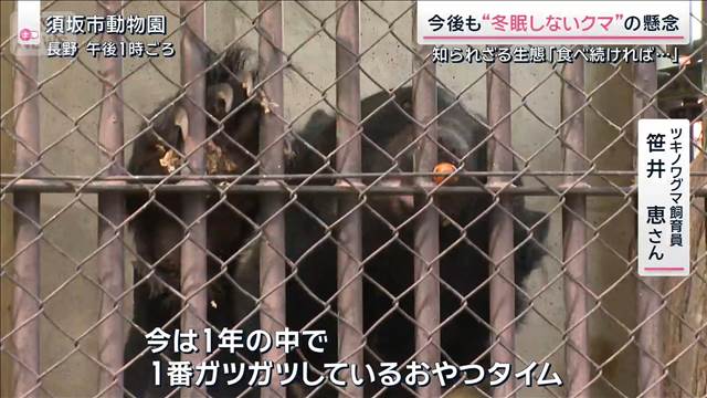 “冬眠しないクマ” 各地で出現の懸念「食べ続ければ…」知られざる生態を観察
