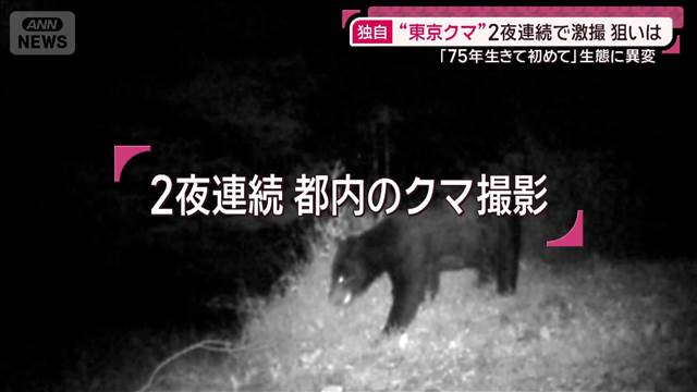 【独自】“東京クマ”2夜連続で激撮「75年生きて初めて」冬眠しないクマは年越しか