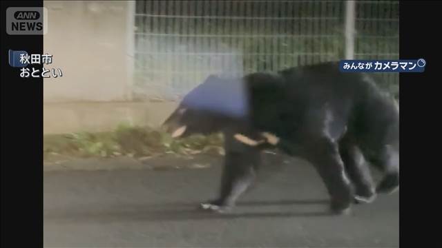 相次ぐクマ被害受け 秋田県知事 自衛隊派遣の検討を要望