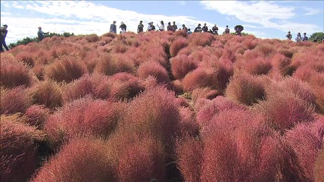 コキアの紅葉が見頃 丘一面に4万本 茨城・ひたち海浜公園
