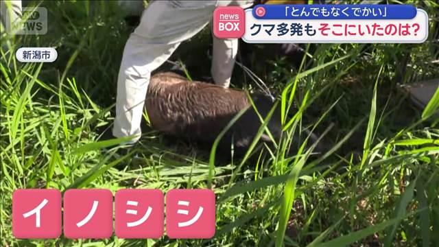「とんでもなくでかい」 クマ多発もそこにいたのは?