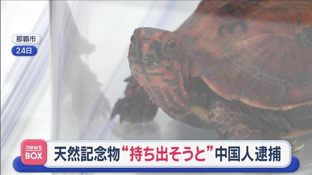 天然記念物“持ち出そうと” 日本からカメを…中国人逮捕