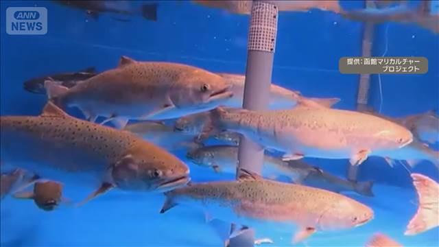 国内初 キングサーモンの完全養殖成功 2031年度以降の事業化を目指す 北海道函館市