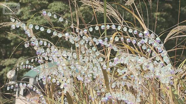 クリスタルのススキが秋風に揺れて“金銀キラキラ” 箱根の秋の名所