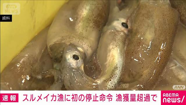 【速報】スルメイカ漁に初の停止命令 小型船に対し来年3月まで 漁獲量超過で 水産庁