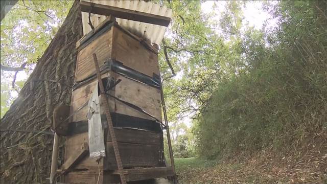 クマ被害か 養蜂箱が壊される 学校付近に出没で臨時休校も