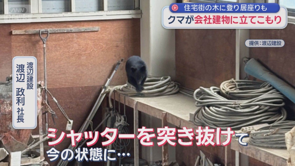 クマが会社建物に立てこもり　住宅街の木に登り居座りも