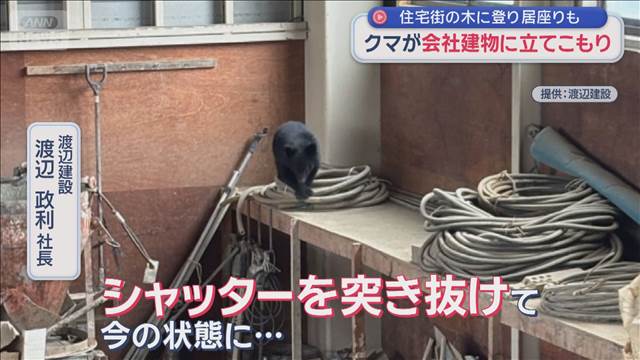 クマが会社建物に立てこもり 住宅街の木に登り居座りも