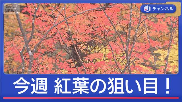 絶景紅葉 3連休ねらい目は? 名所快適に? 渋滞解消の秘策