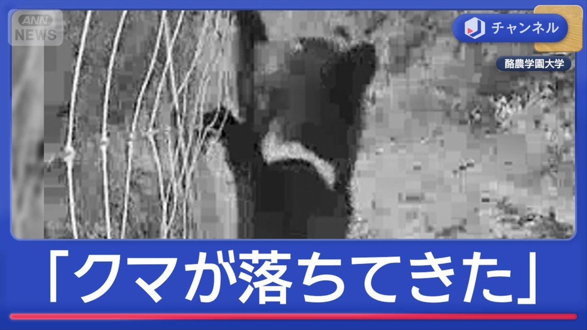各地でクマ被害 長時間“居座り”自民・緊急対策チーム初会合 AI感知で被害減少へ