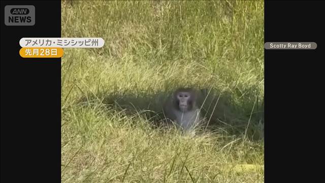 ウイルス感染の可能性ある実験用サル脱走 トラック横転で荷台から 米